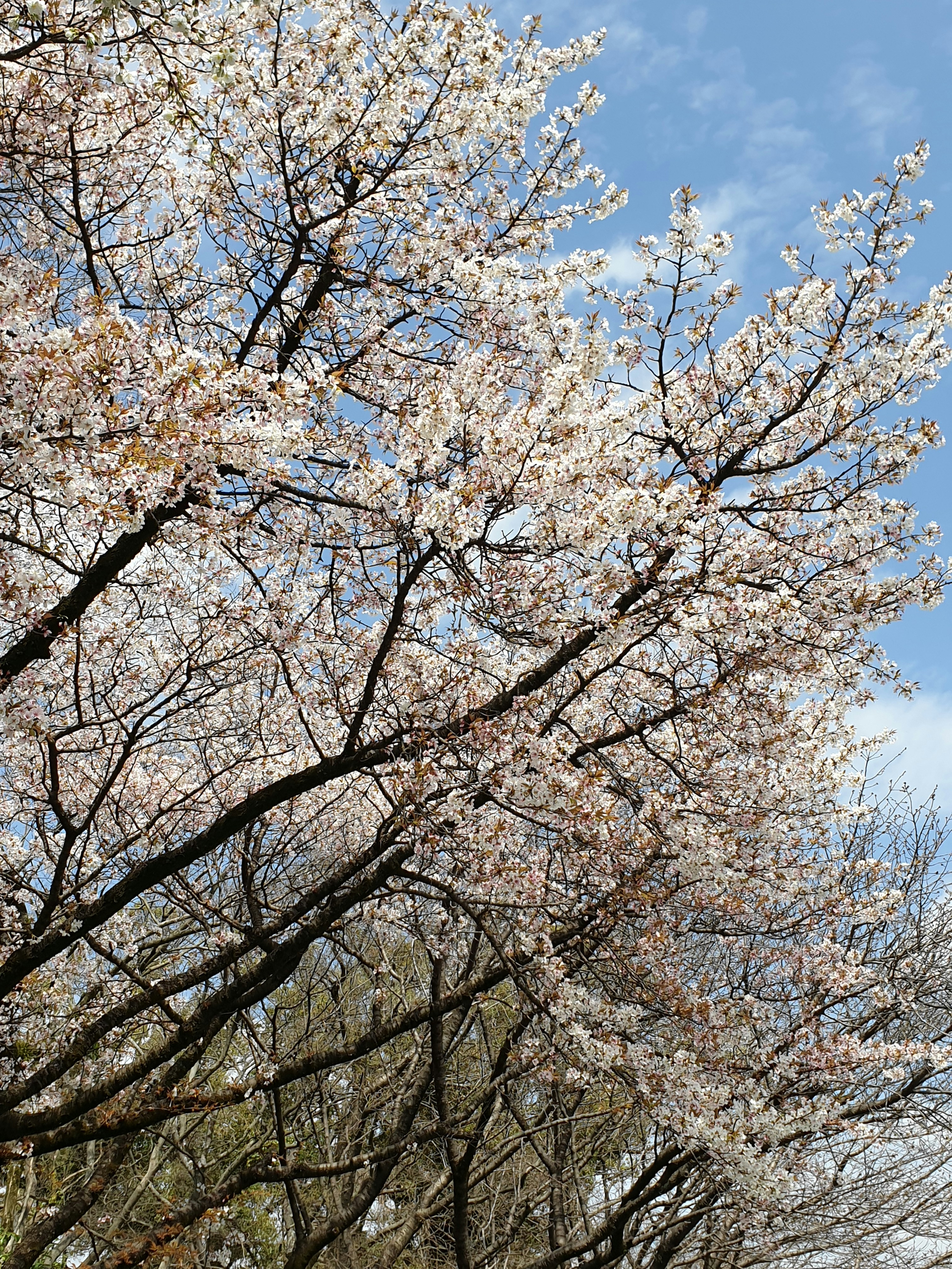 Cherry blossom branches with delicate pink flowers against blue sky