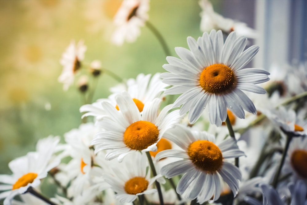 white and yellow daisy flowers