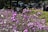 A vibrant field of pink and purple flowers, predominantly cosmos, fills the foreground, with people walking and standing in a sunlit park setting in the background.