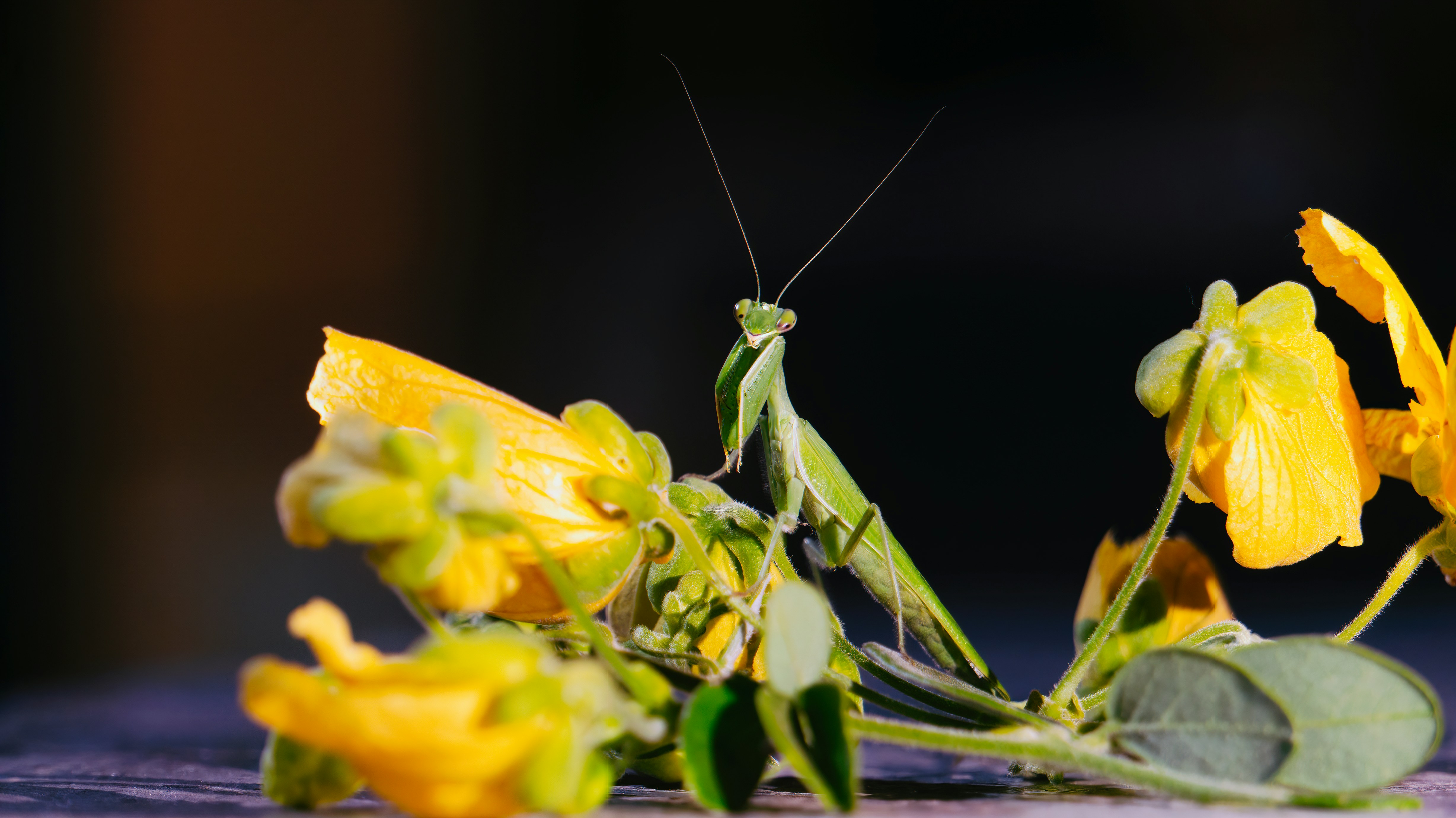 green grasshopper perched on yellow flower in close up photography during daytime
