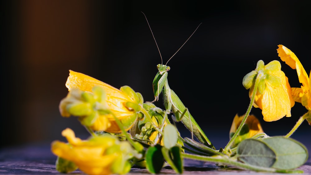 green grasshopper perched on yellow flower in close up photography during daytime