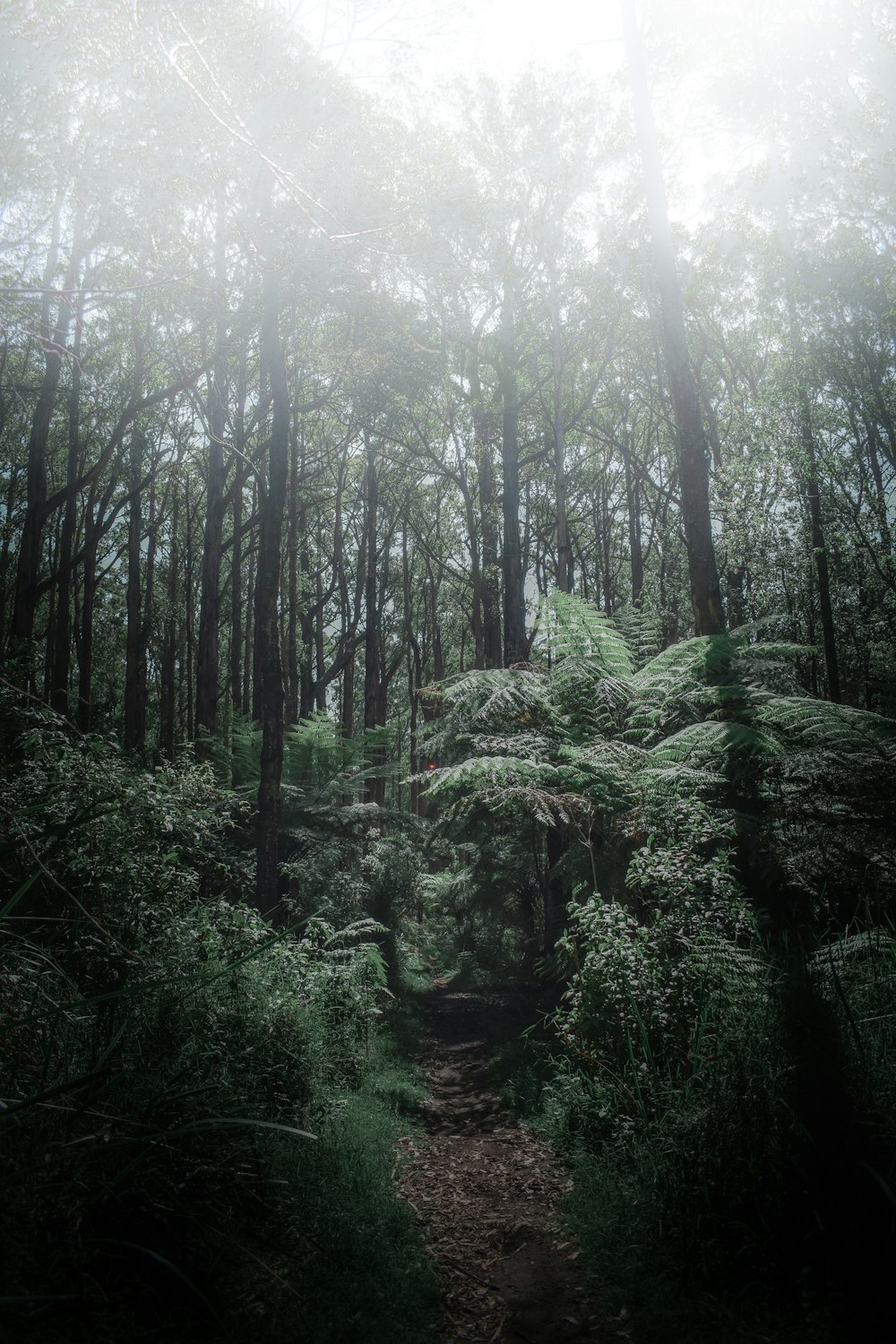 green trees and plants under white sky during daytime