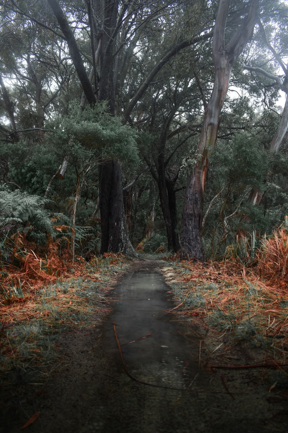 pathway between trees during daytime