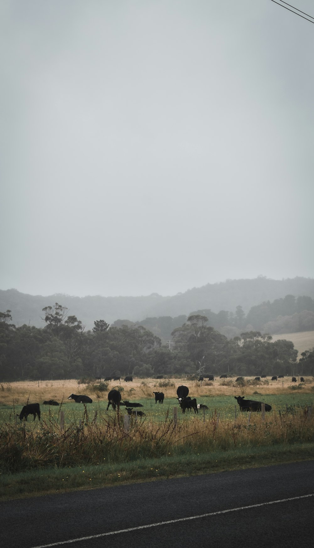 herd of sheep on green grass field during daytime