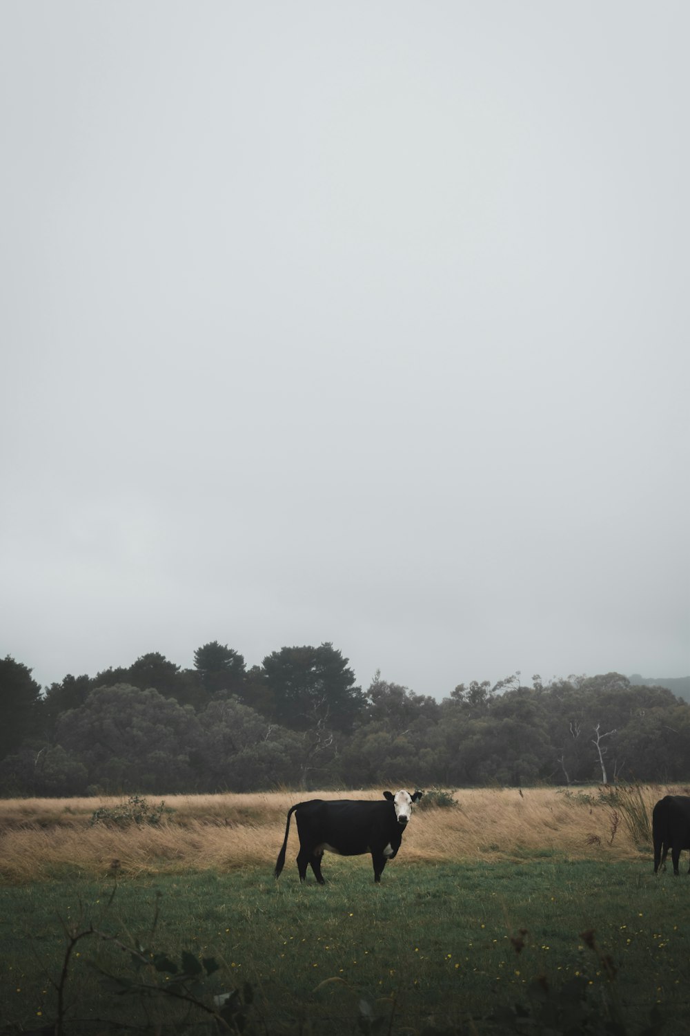 brown and black cow on brown grass field during daytime