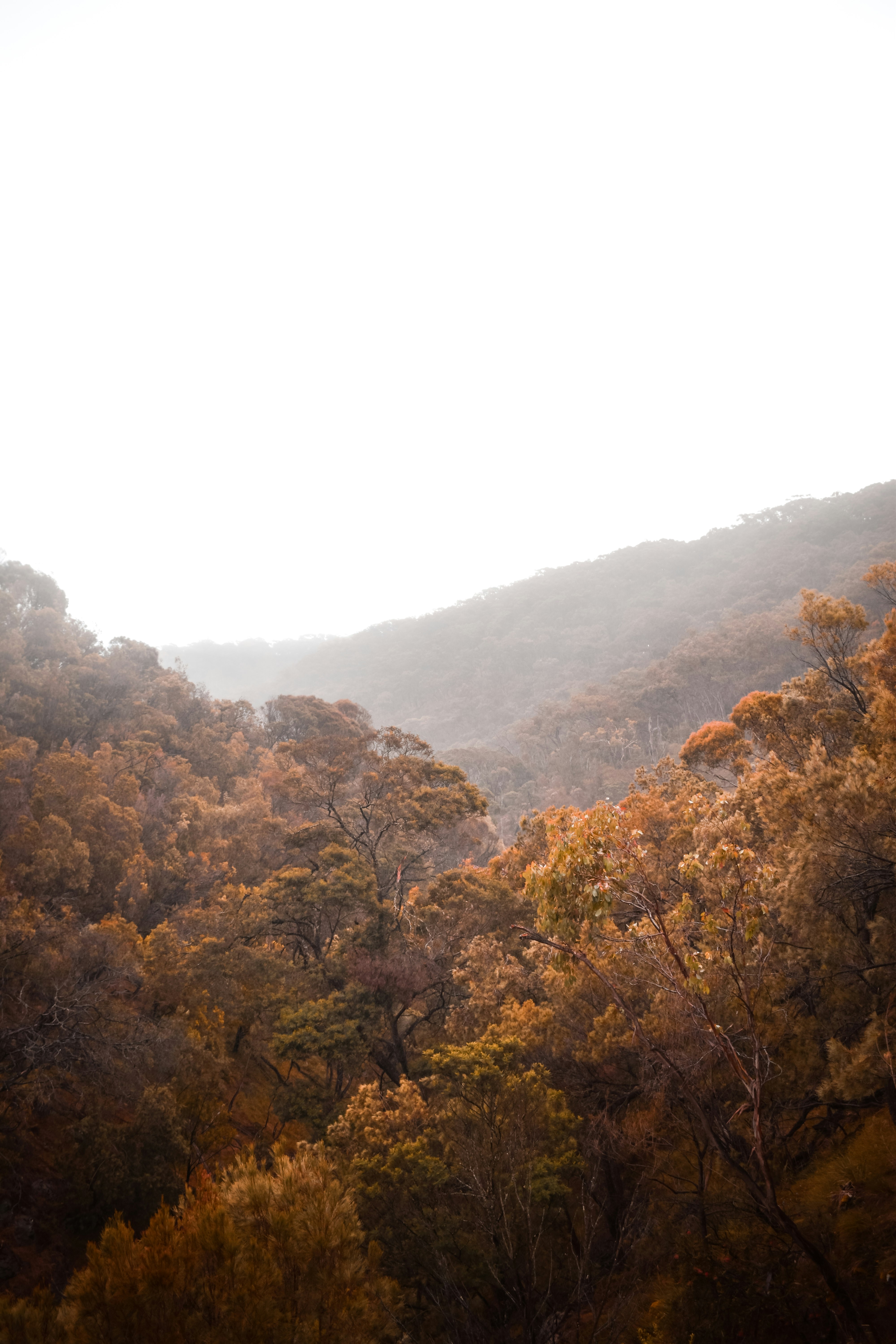 green and brown trees on mountain during daytime