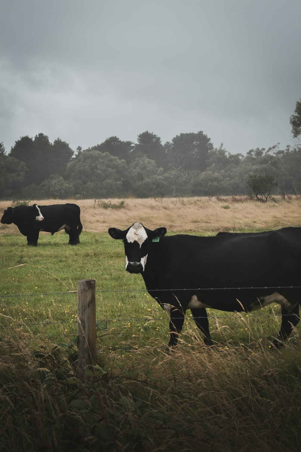 black and white cow on green grass field during daytime