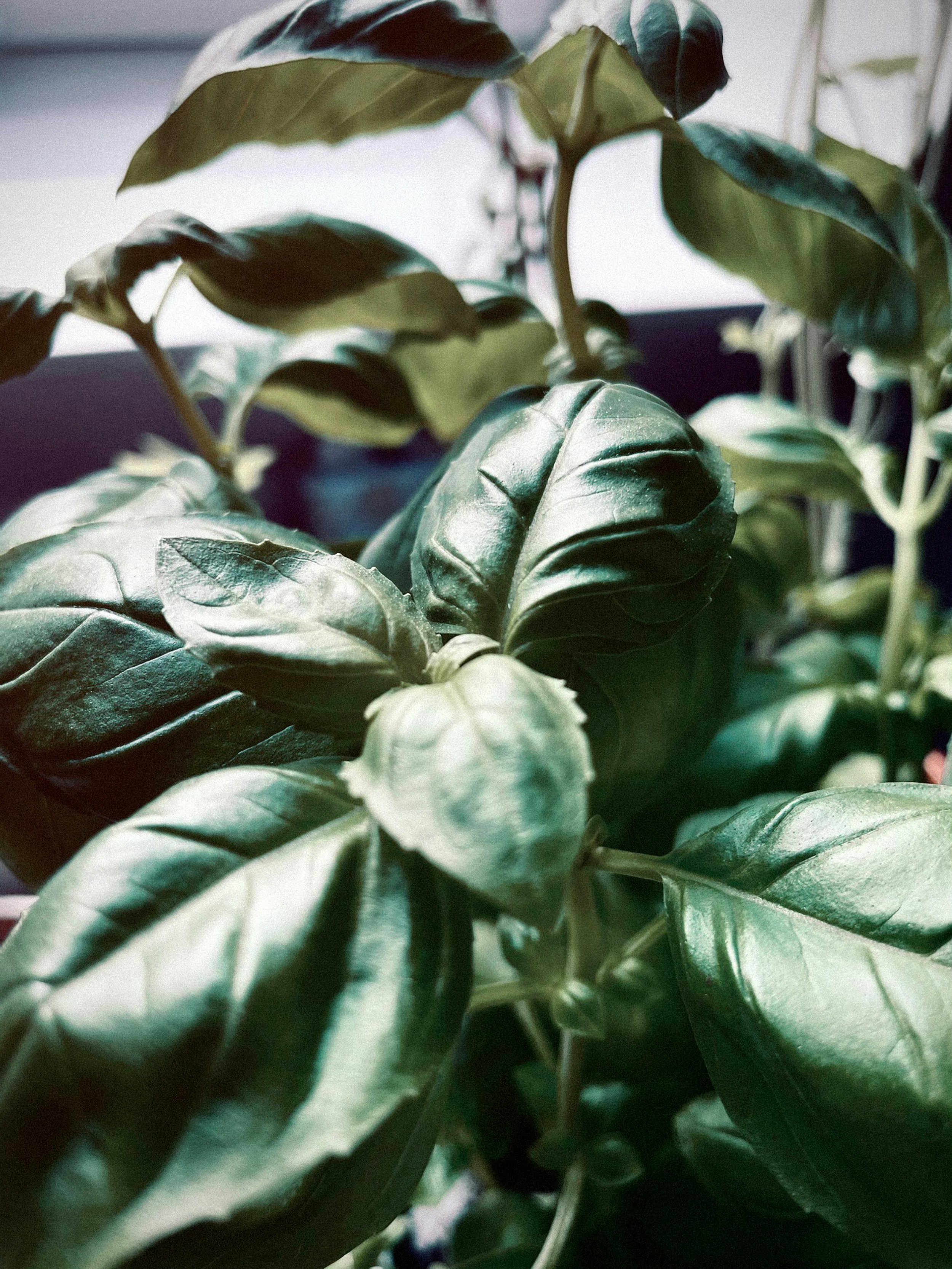 Moringa Leaves Powder