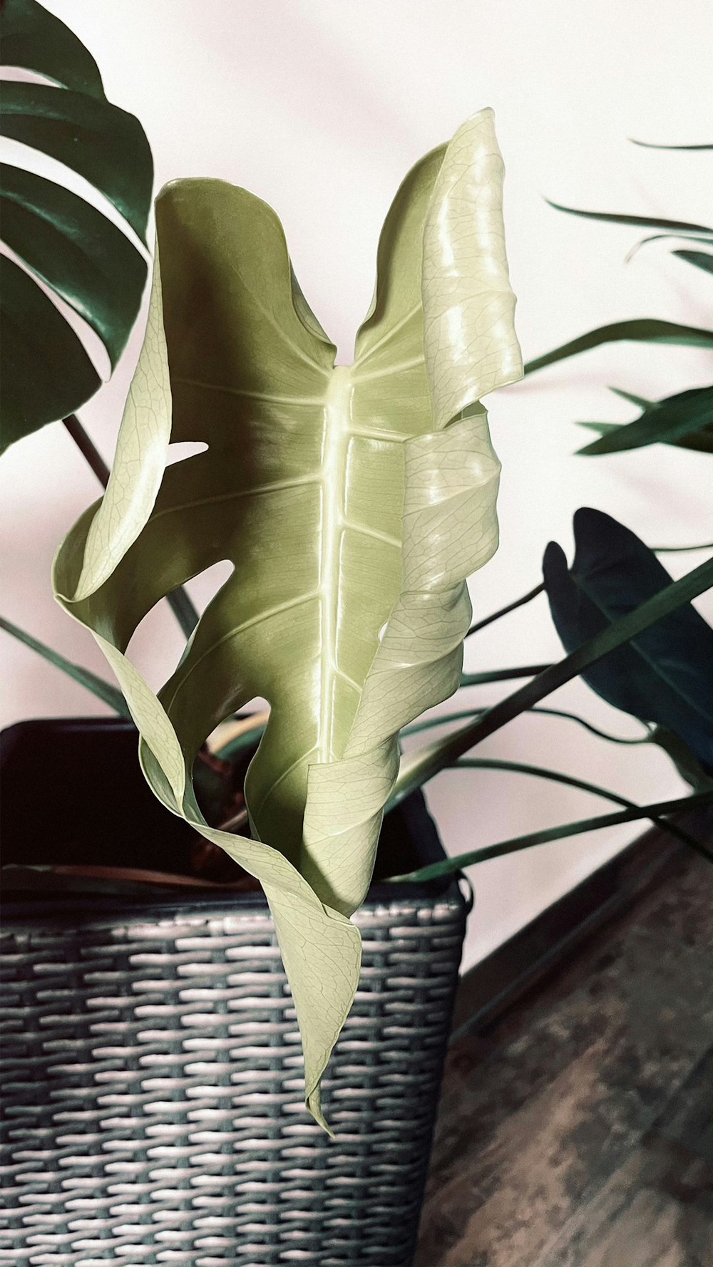 green plant on white woven basket