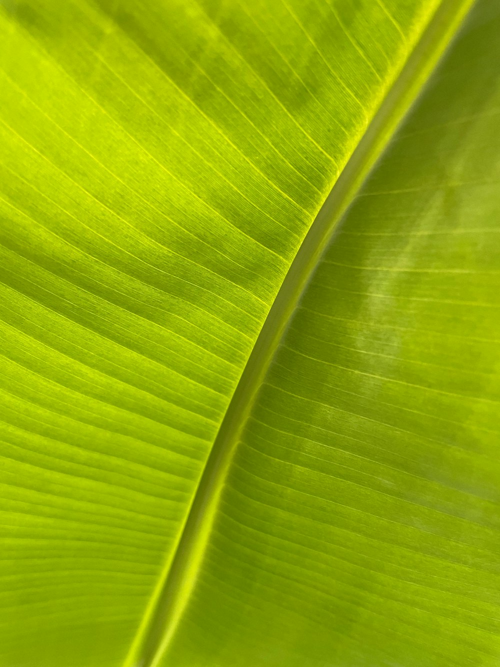 green leaf in close up photography