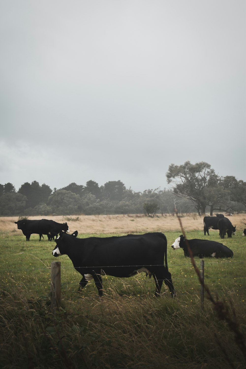 black cow on green grass field during daytime