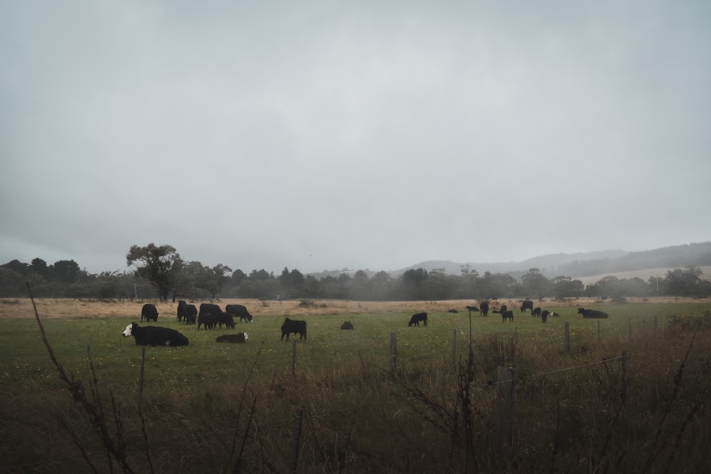 brown and black cows on green grass field during daytime