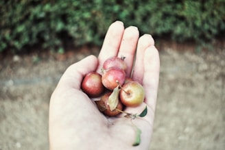Close-up of hands holding freshly picked red apples with green leaves