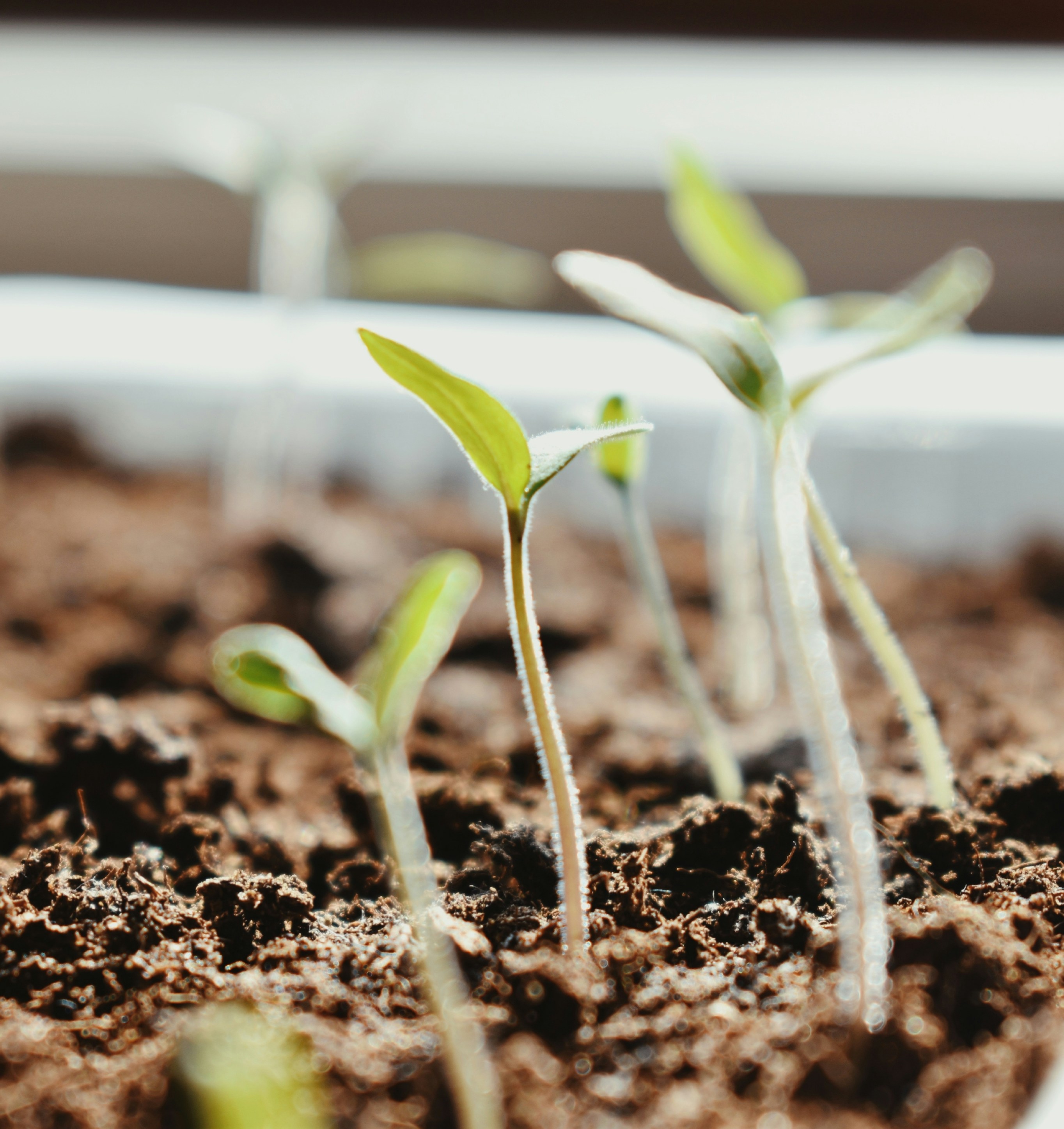 Photo by bianncapatrascu