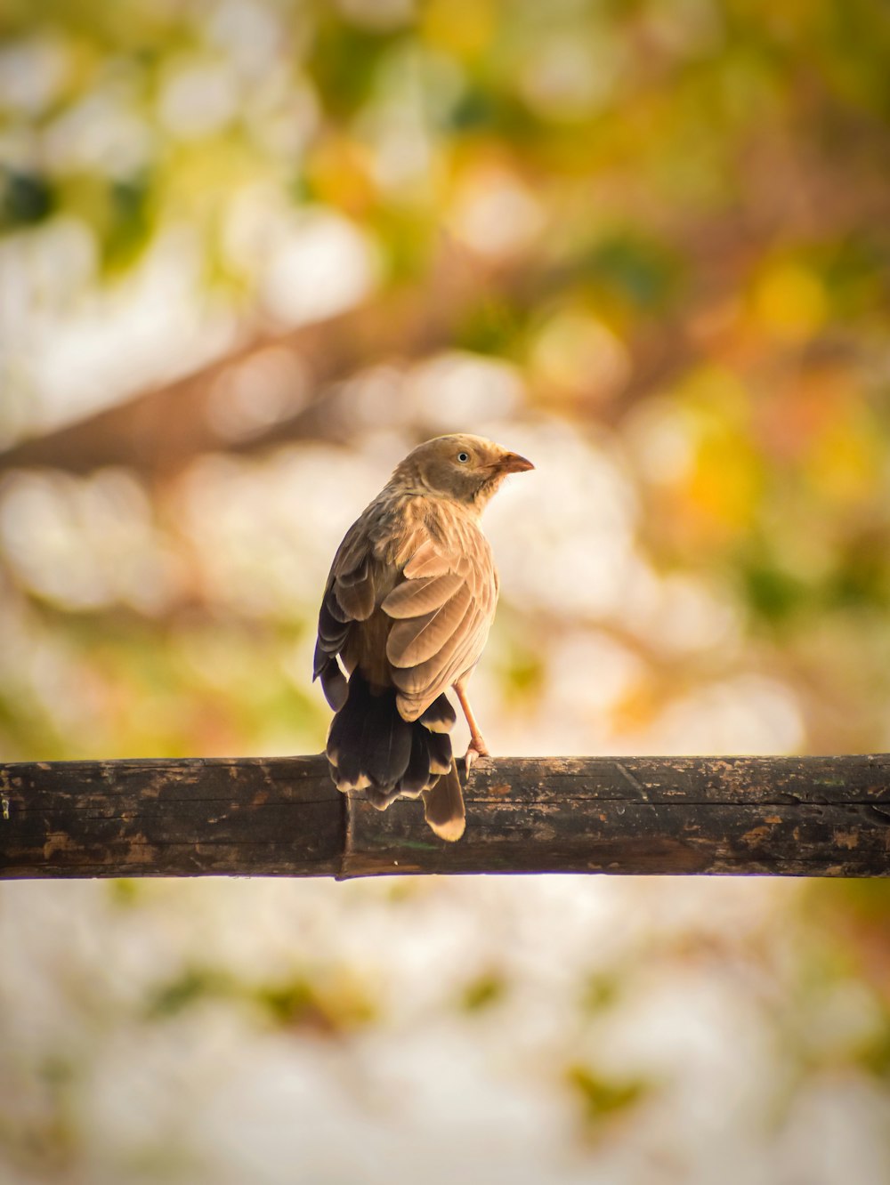 brown bird on brown wooden fence during daytime