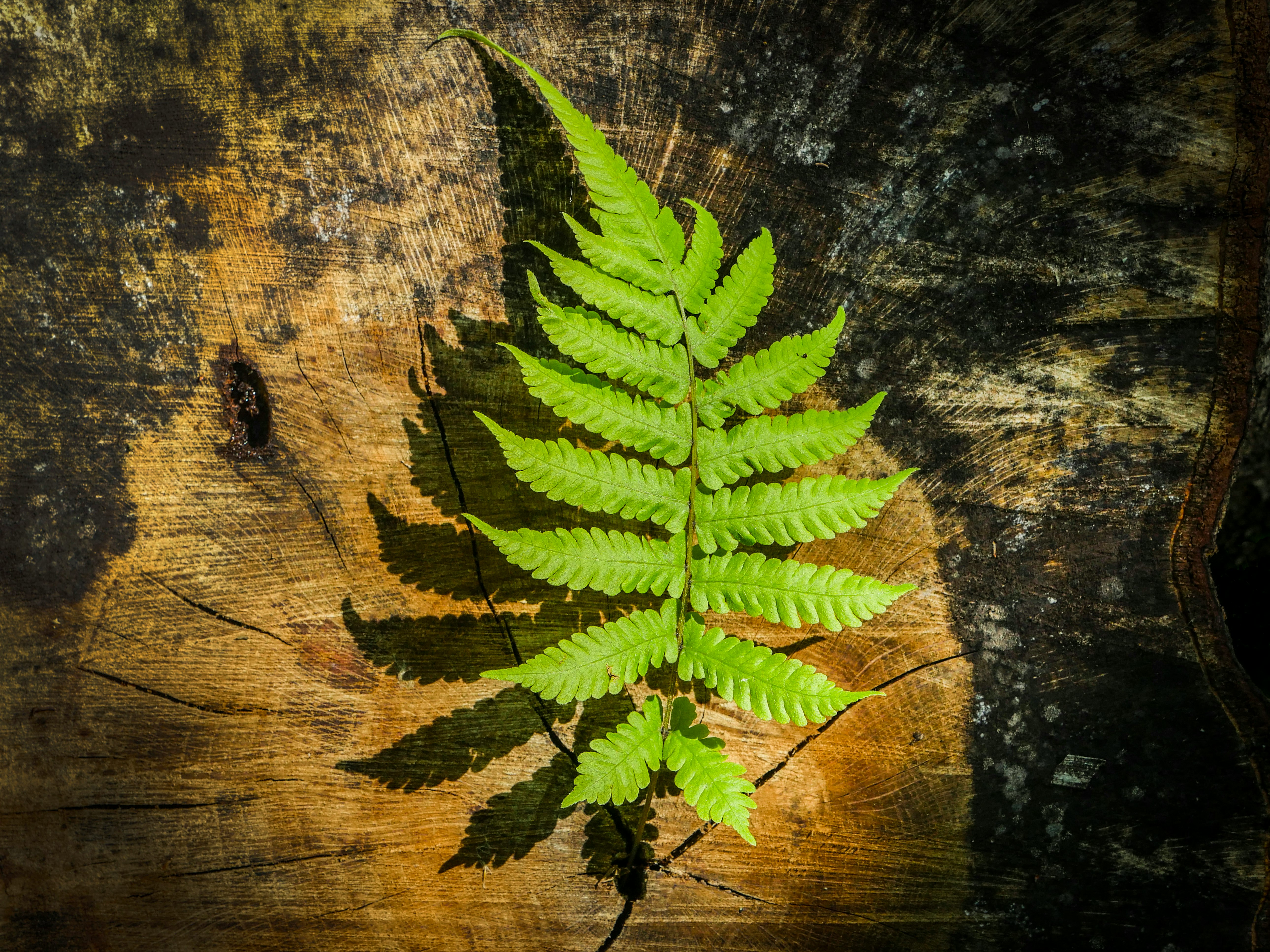 green fern plant on brown wooden surface