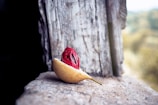 A nutmeg fruit is displayed on a rough stone surface. The fruit is split open, revealing a bright red aril surrounding the seed. In the background, a weathered wooden surface provides a rustic contrast.