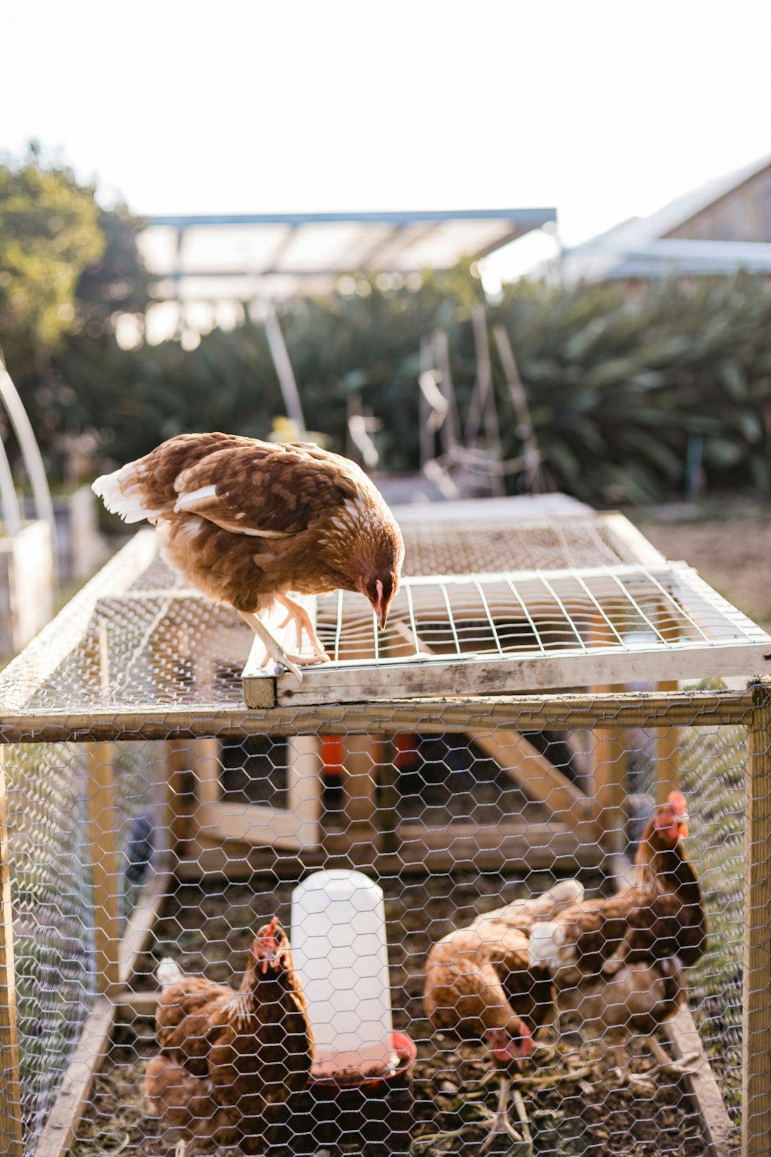 brown and white bird on cage