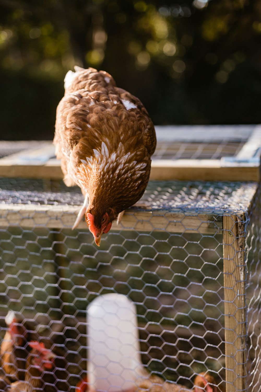 brown hen on brown wooden fence