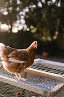 A chicken stands attentively on top of a wire mesh cage in a sunlit garden. Soft sunlight filters through the background, creating a bokeh effect with the surrounding foliage.