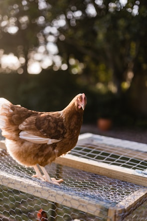 A chicken stands attentively on top of a wire mesh cage in a sunlit garden. Soft sunlight filters through the background, creating a bokeh effect with the surrounding foliage.