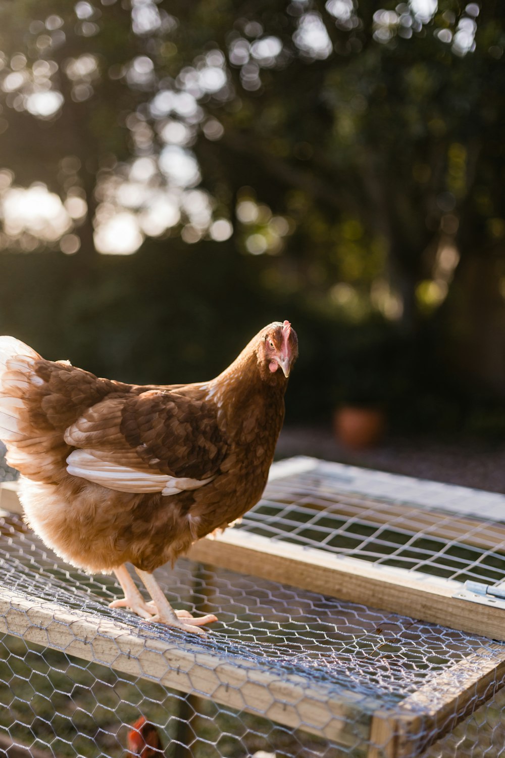 brown hen on brown wooden fence during daytime