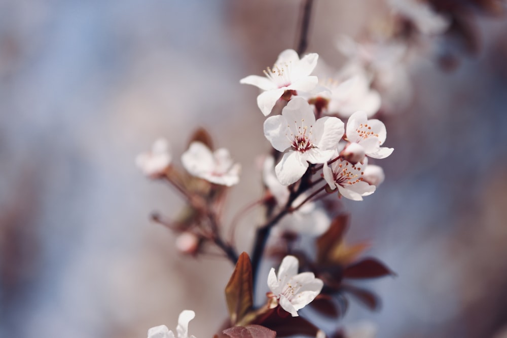 white cherry blossom in close up photography