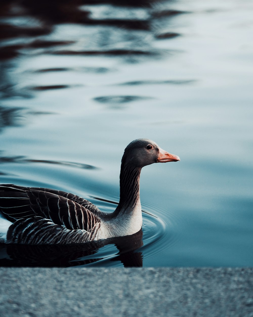 black and white duck on water