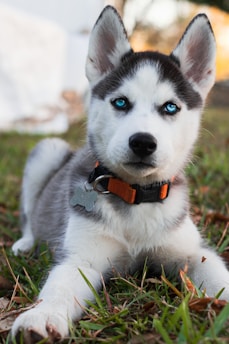 siberian husky puppy with red and black collar