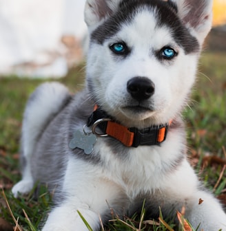 siberian husky puppy with red and black collar