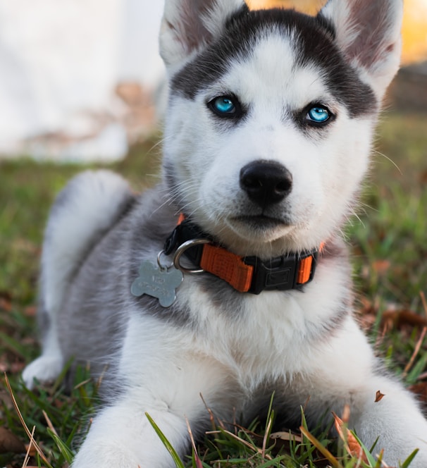 siberian husky puppy with red and black collar