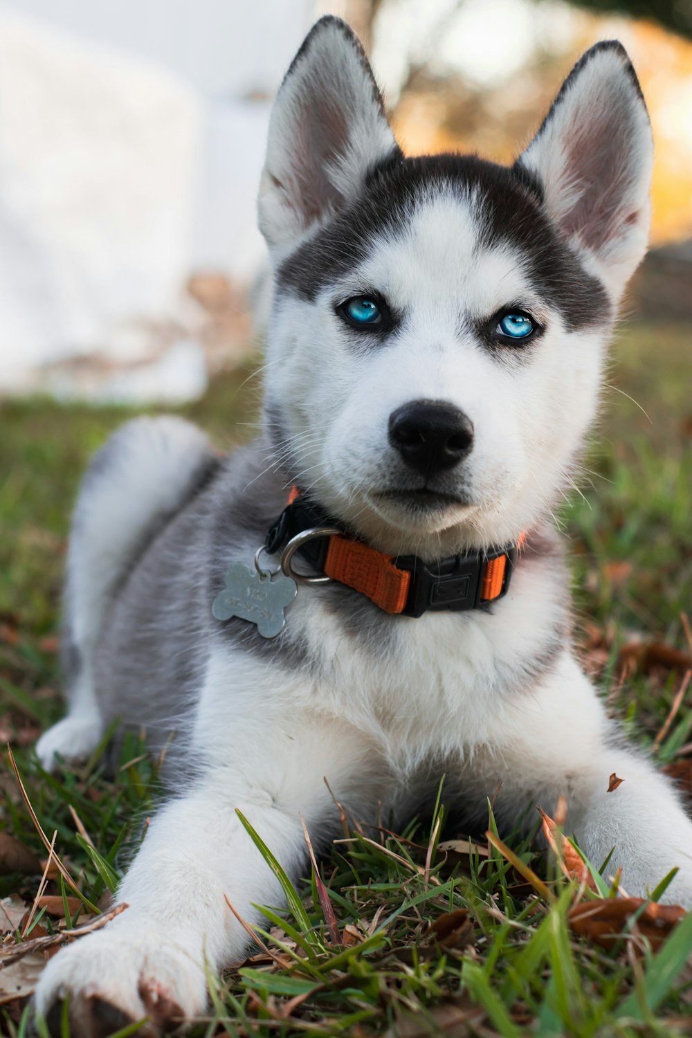 赤と黒の首輪を持つシベリアンハスキーの子犬