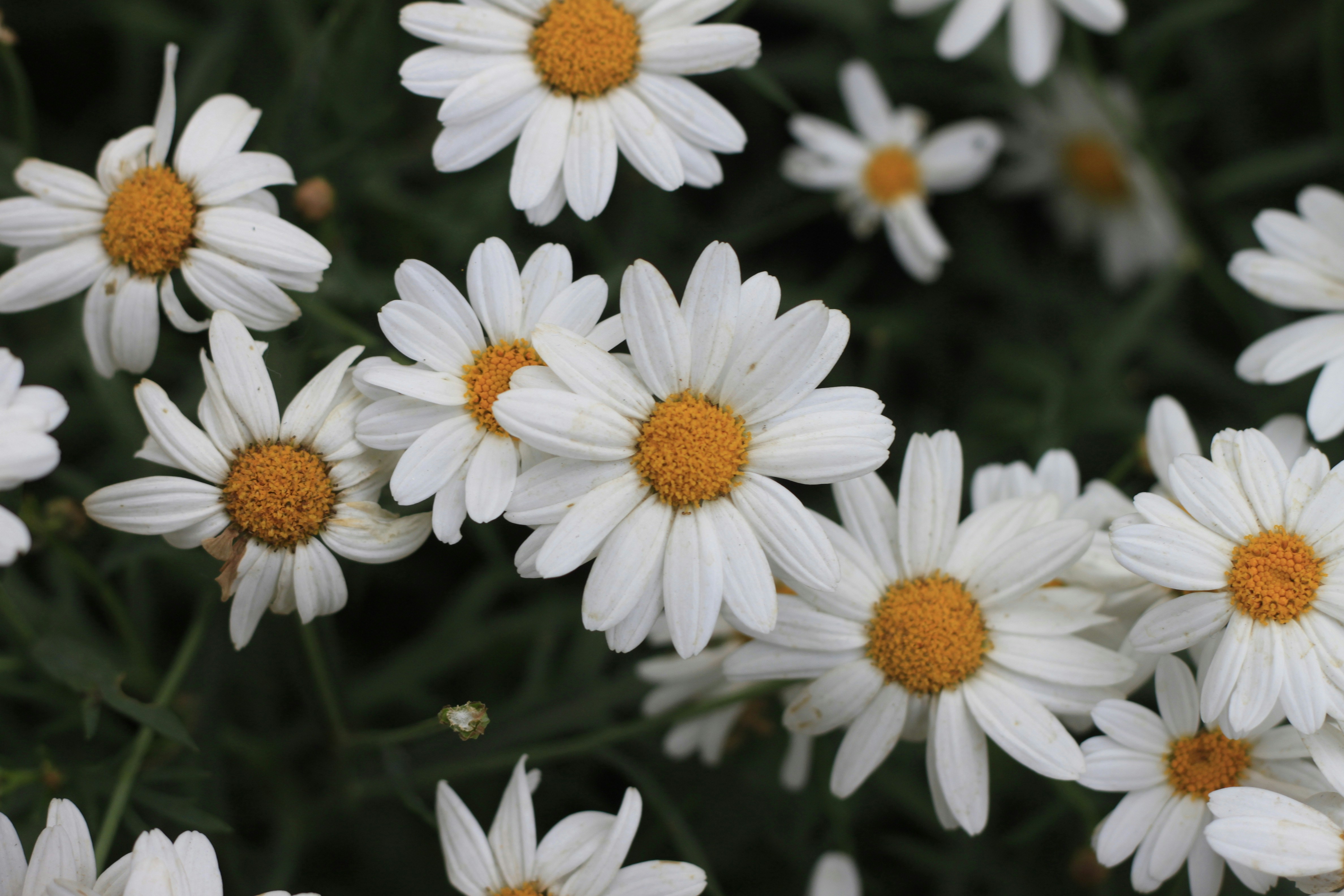 Photo by jtrinh_artwork