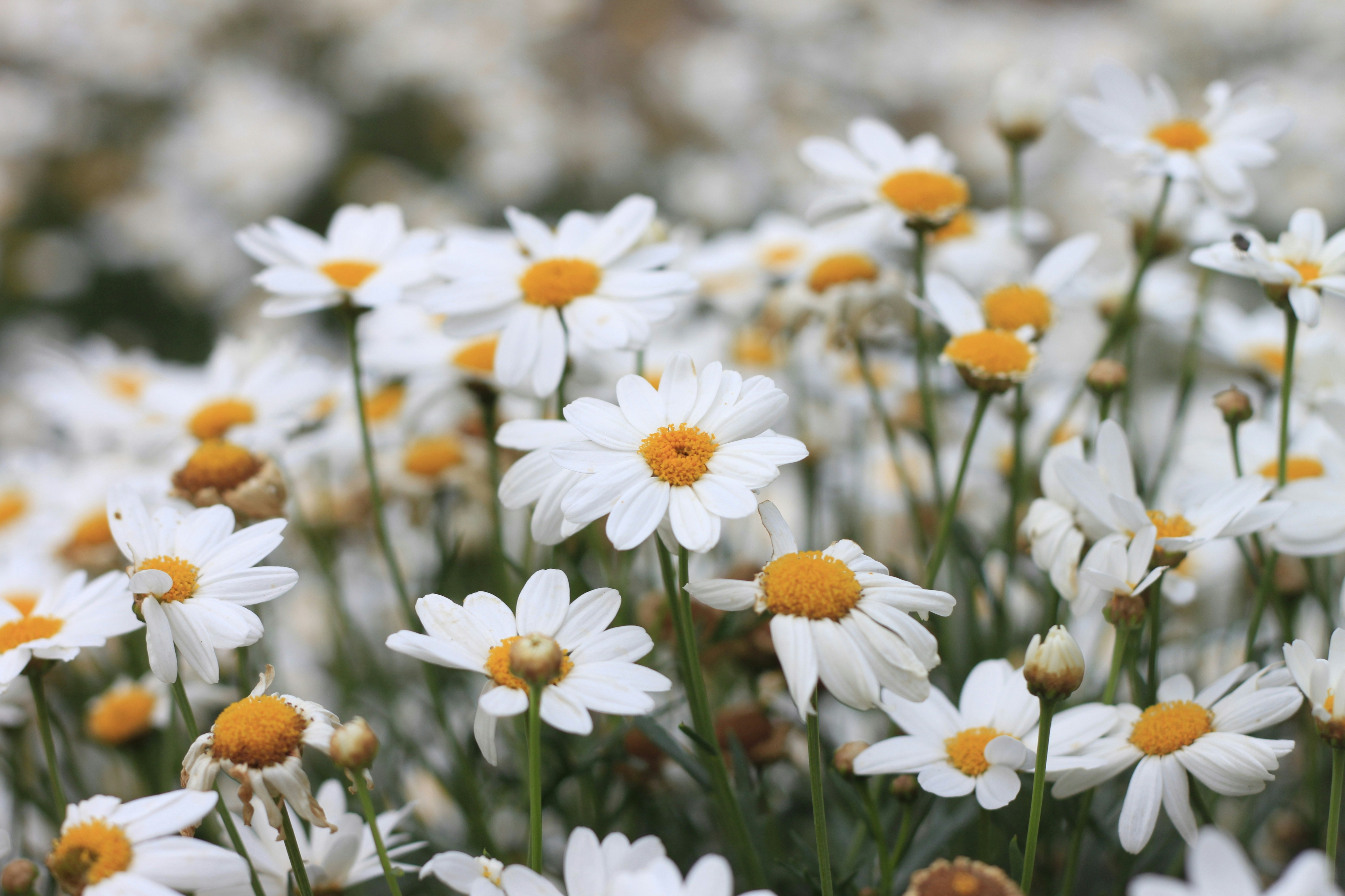 Photo by jtrinh_artwork