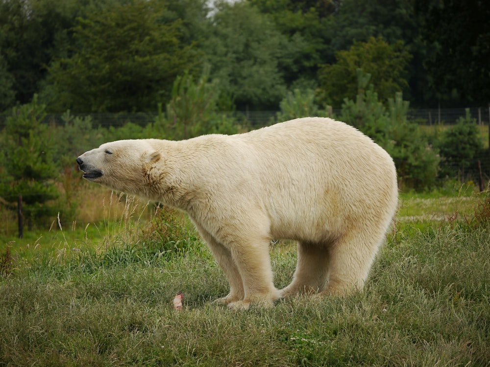 Eisbär geht tagsüber auf grünem Gras spazieren