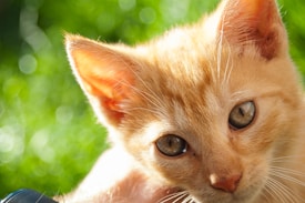 A close-up of a ginger kitten with large, expressive eyes, surrounded by a lush green background. The sunlight highlights the kitten's fur, adding a golden glow to its ears and whiskers.