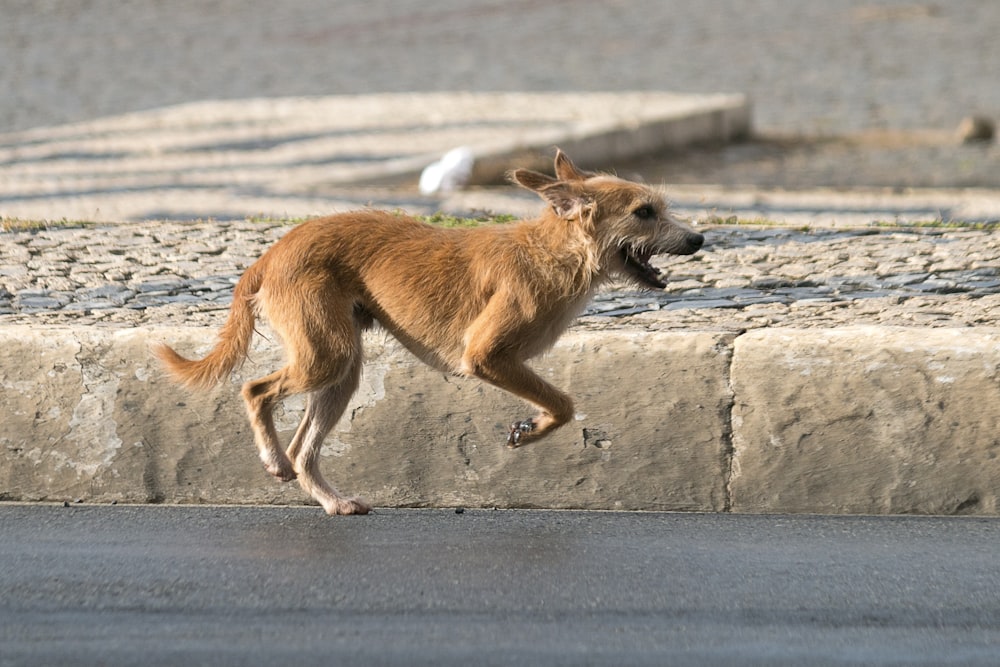 brown short coated dog on gray concrete floor