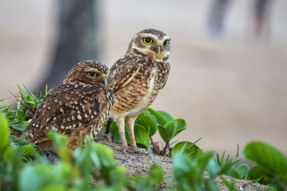 brown owl on gray concrete ground during daytime