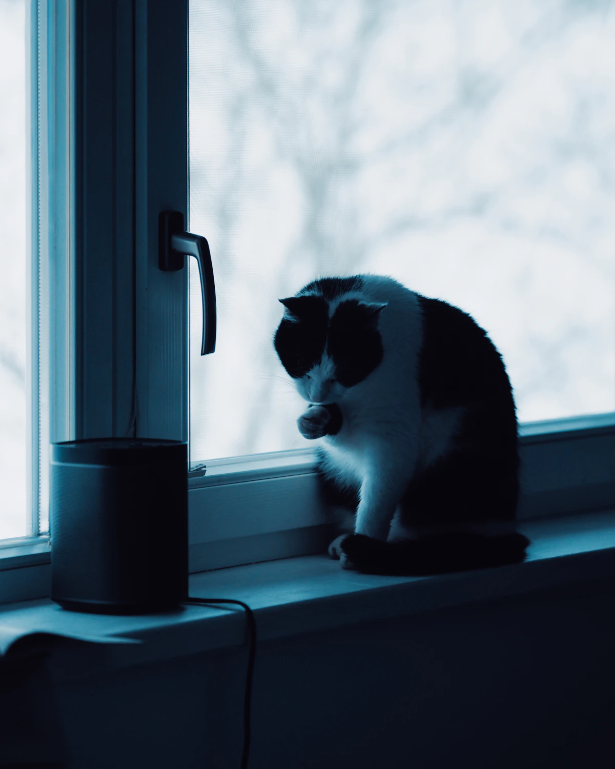 A calm black and white cat sitting on a windowsill at home on a frosty winter day