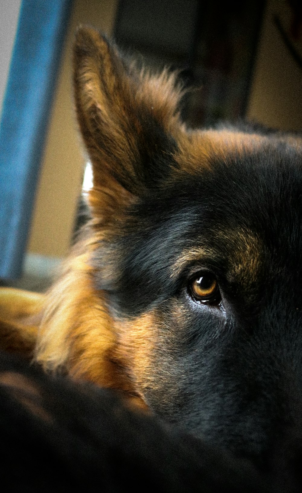 black and tan german shepherd