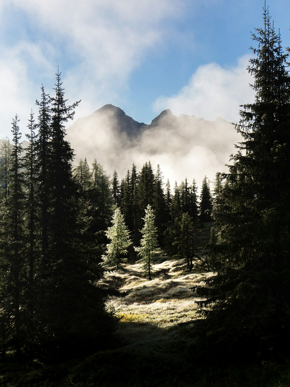 pins verts sur la montagne sous les nuages blancs