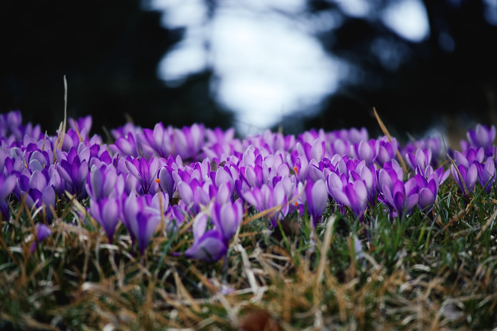 purple flowers on brown grass