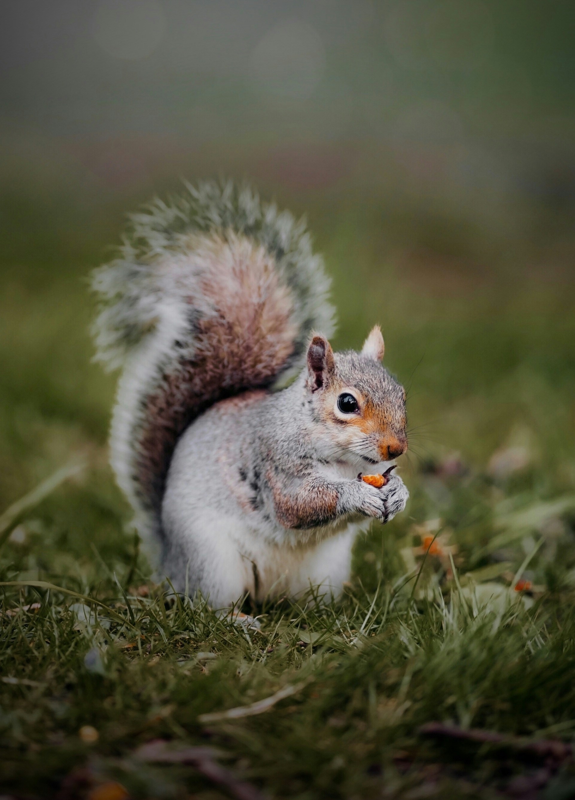 brown squirrel on green grass during daytime