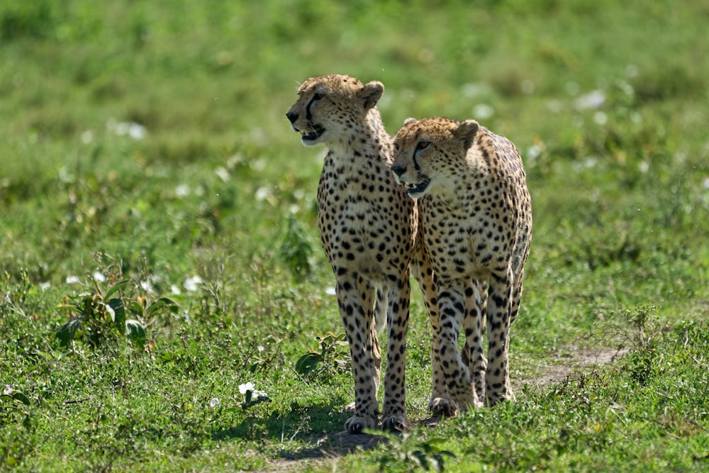 cheetah on green grass field during daytime