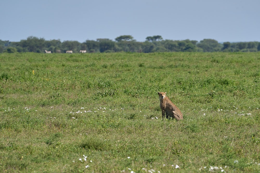 brown and black leopard on green grass field during daytime