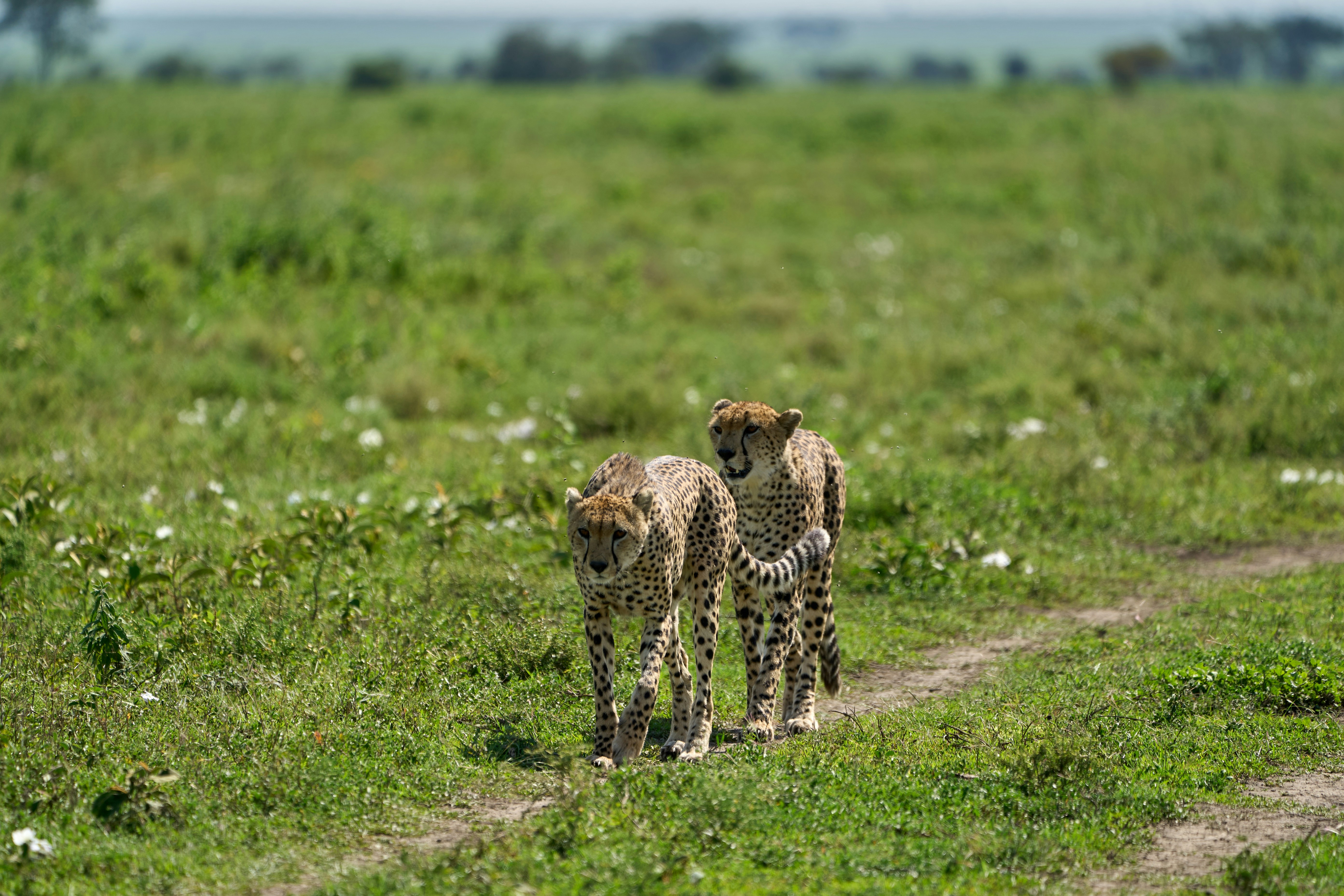 Open African savannah landscape