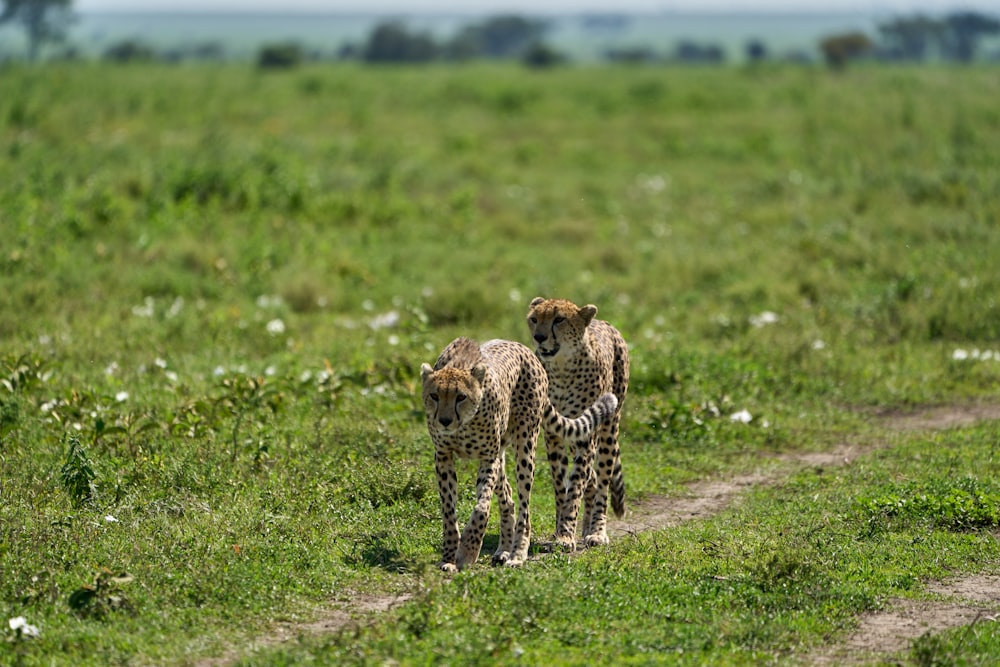 cheetah walking on green grass field during daytime