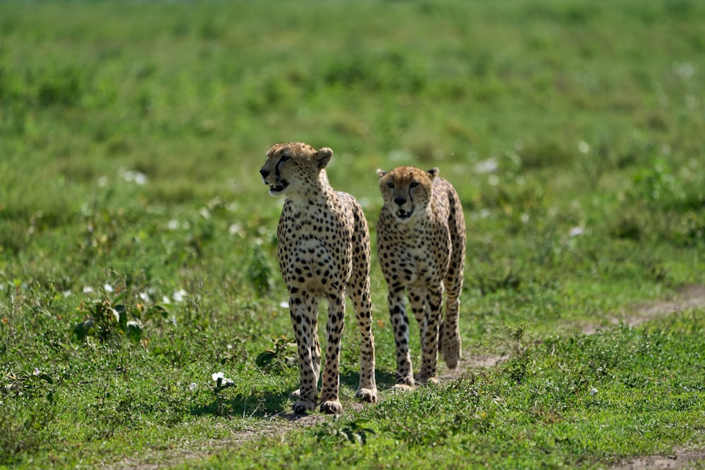 cheetah walking on green grass field during daytime