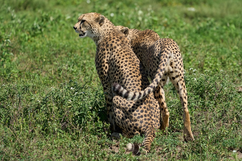 cheetah walking on green grass during daytime