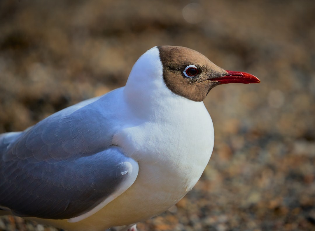 white and blue bird on brown ground